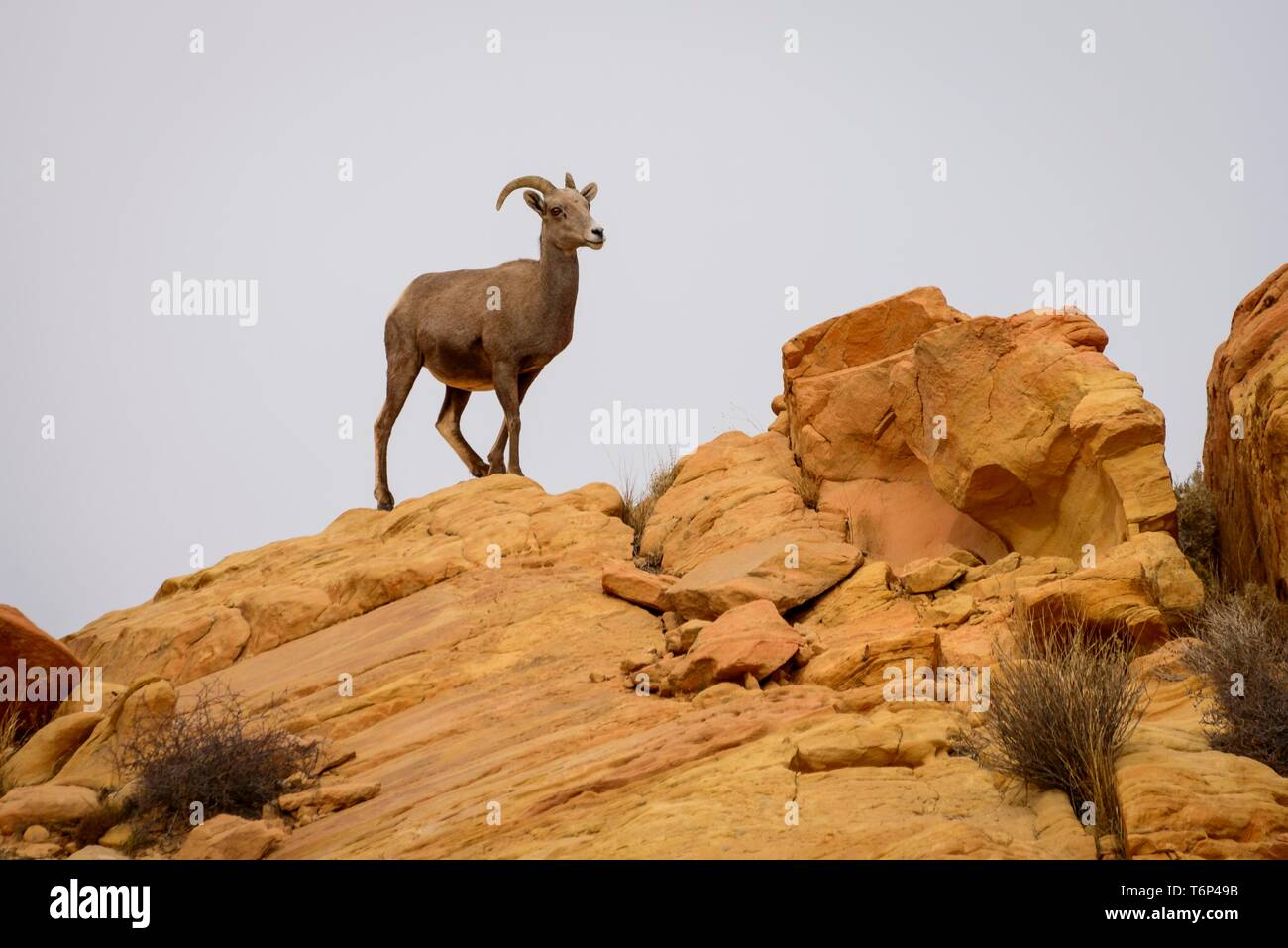 Desert Bighorn Schafe (Ovis canadensis nelsoni) steht auf roten Sandsteinfelsen, Rainbow Vista, Valley of Fire State Park, Nevada, USA Stockfoto