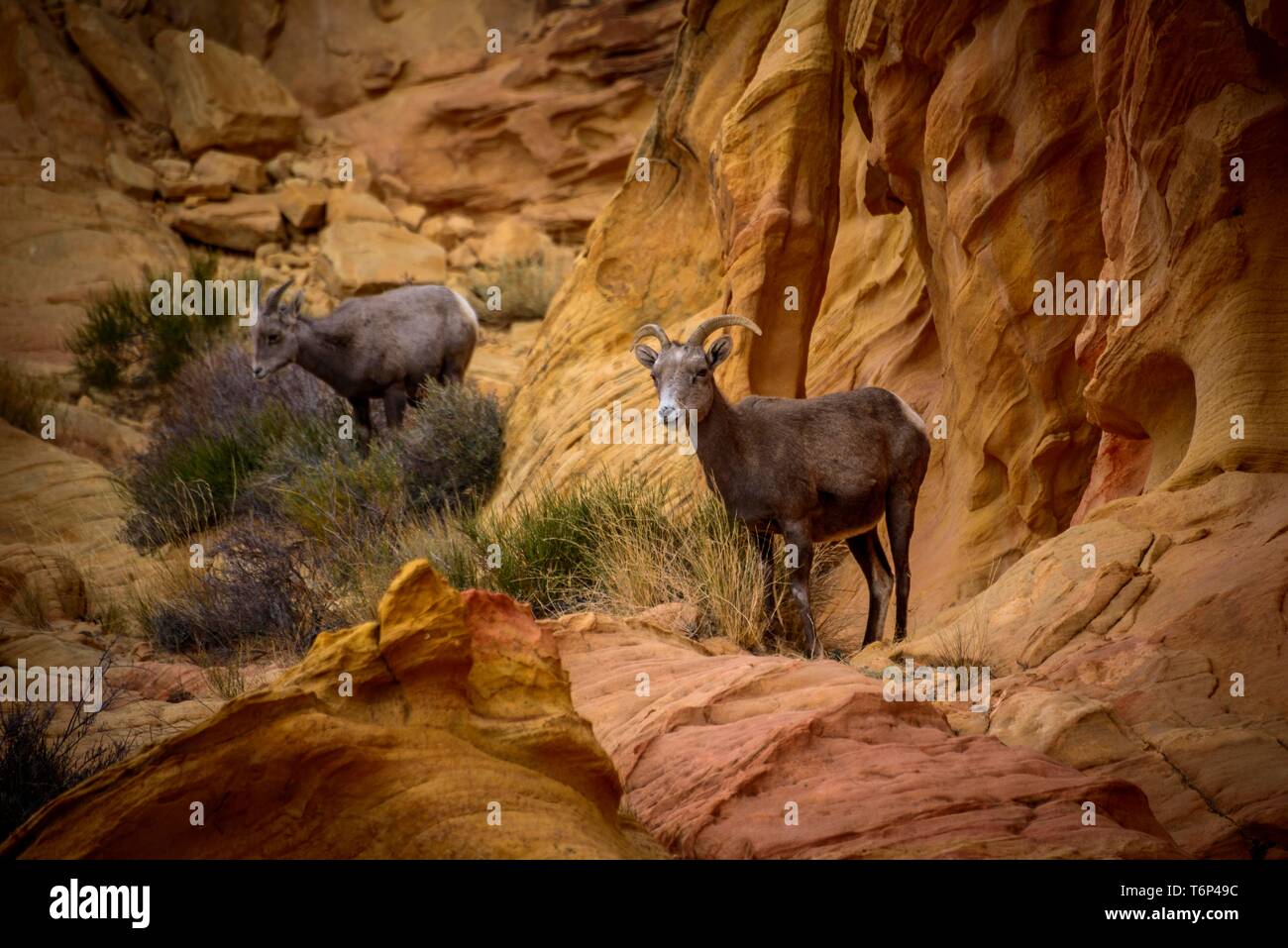 Desert Bighorn Schafe (Ovis canadensis nelsoni), Alttiere klettern zwischen roten Sandsteinfelsen, Rainbow Vista, Valley of Fire State Park, Nevada, USA Stockfoto