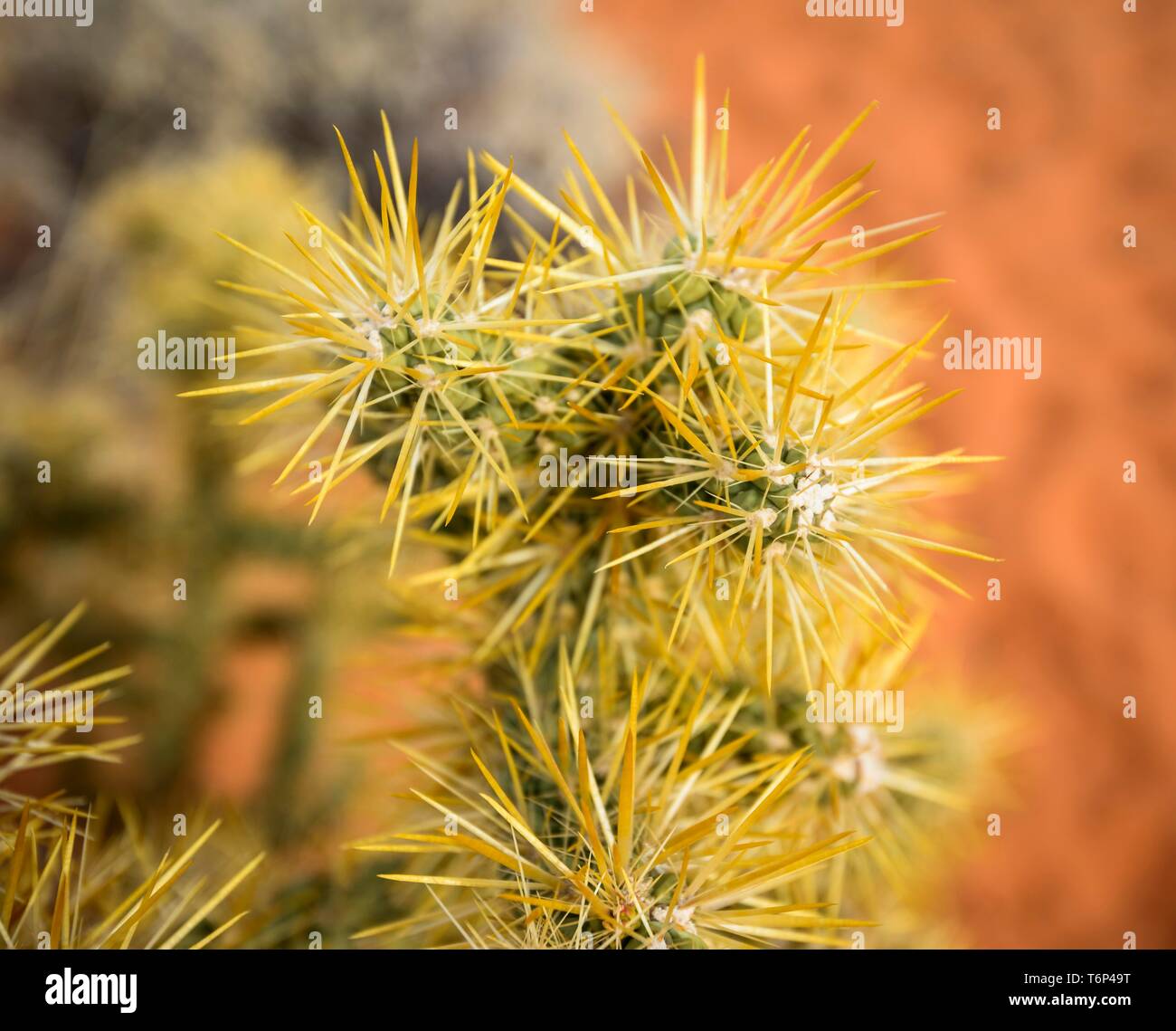 Cholla Cactus (Cylindropuntia Bigelovii), Detail, Rainbow Vista, Mojave Wüste, Valley of Fire State Park, Nevada, USA Stockfoto