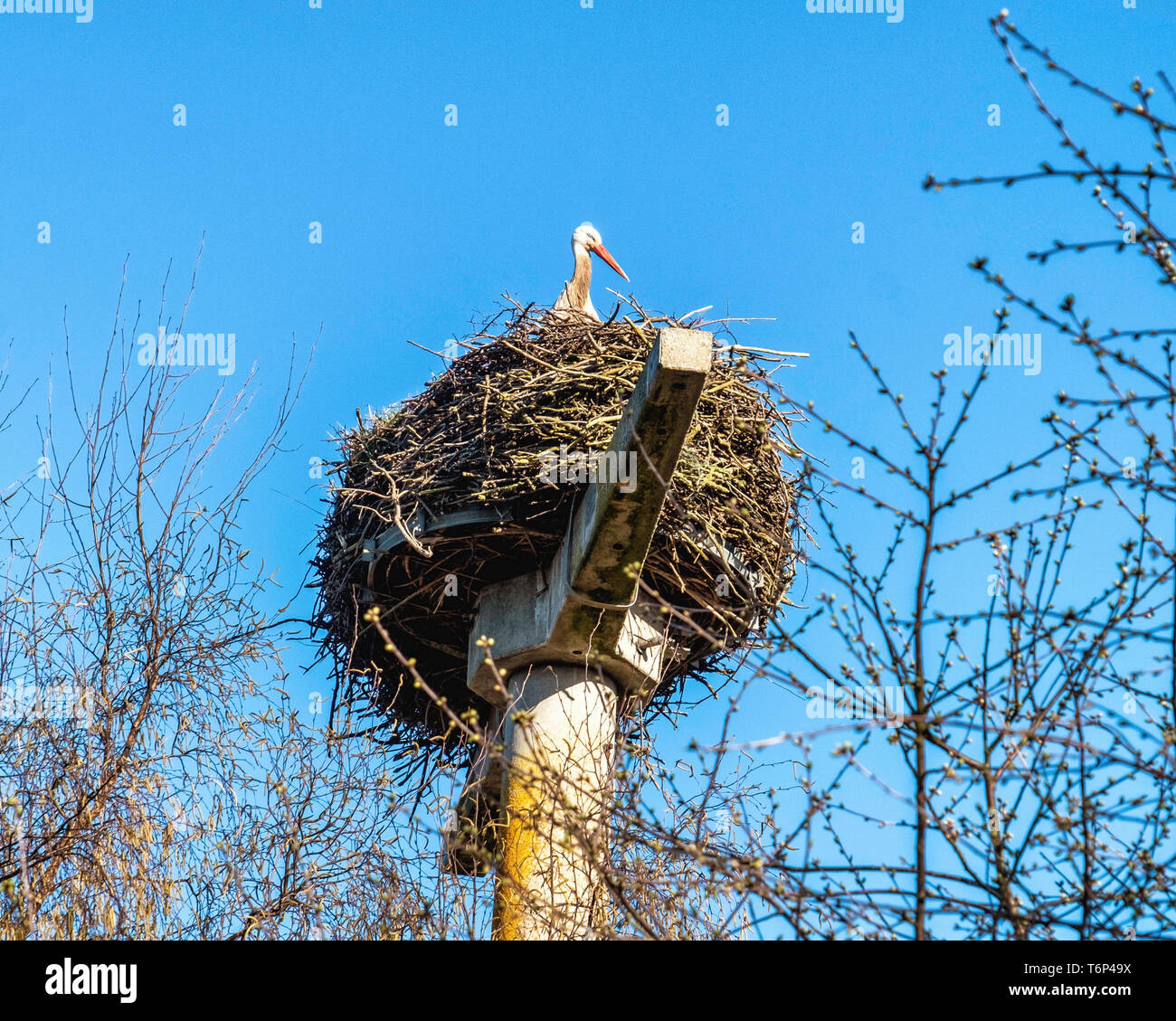 Weißstorch, Ciconia ciconia, sitzt im Nest auf Pole in Kleinfredenwalde, Land Brandenburg, Deutschland Stockfoto