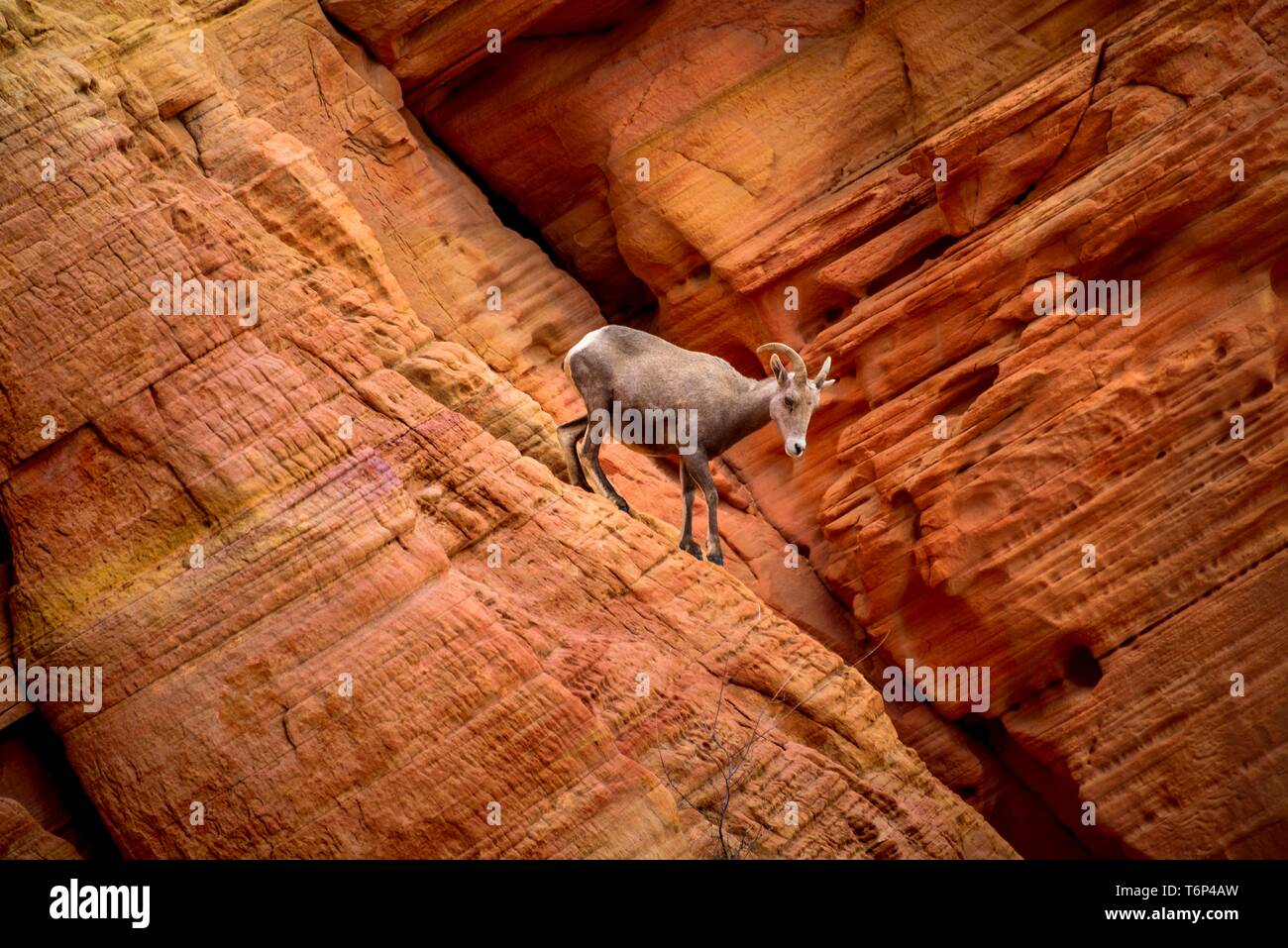 Desert Bighorn Schafe (Ovis canadensis nelsoni) klettert auf roten Sandsteinfelsen, Rainbow Vista, Valley of Fire State Park, Nevada, USA Stockfoto