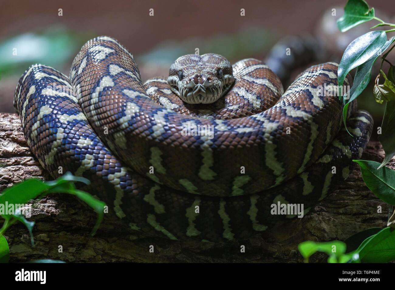 Teppichpython (Morelia spilota Variegata), aufgerollt auf Zweig, Captive, Deutschland Stockfoto
