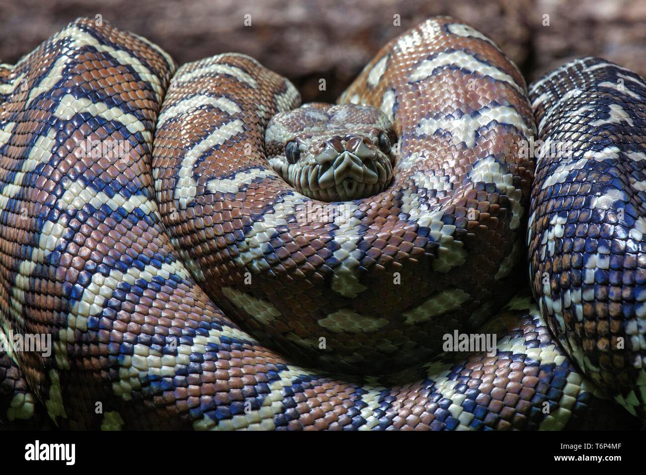 Teppichpython (Morelia spilota Variegata), gerollt, Captive, Deutschland Stockfoto