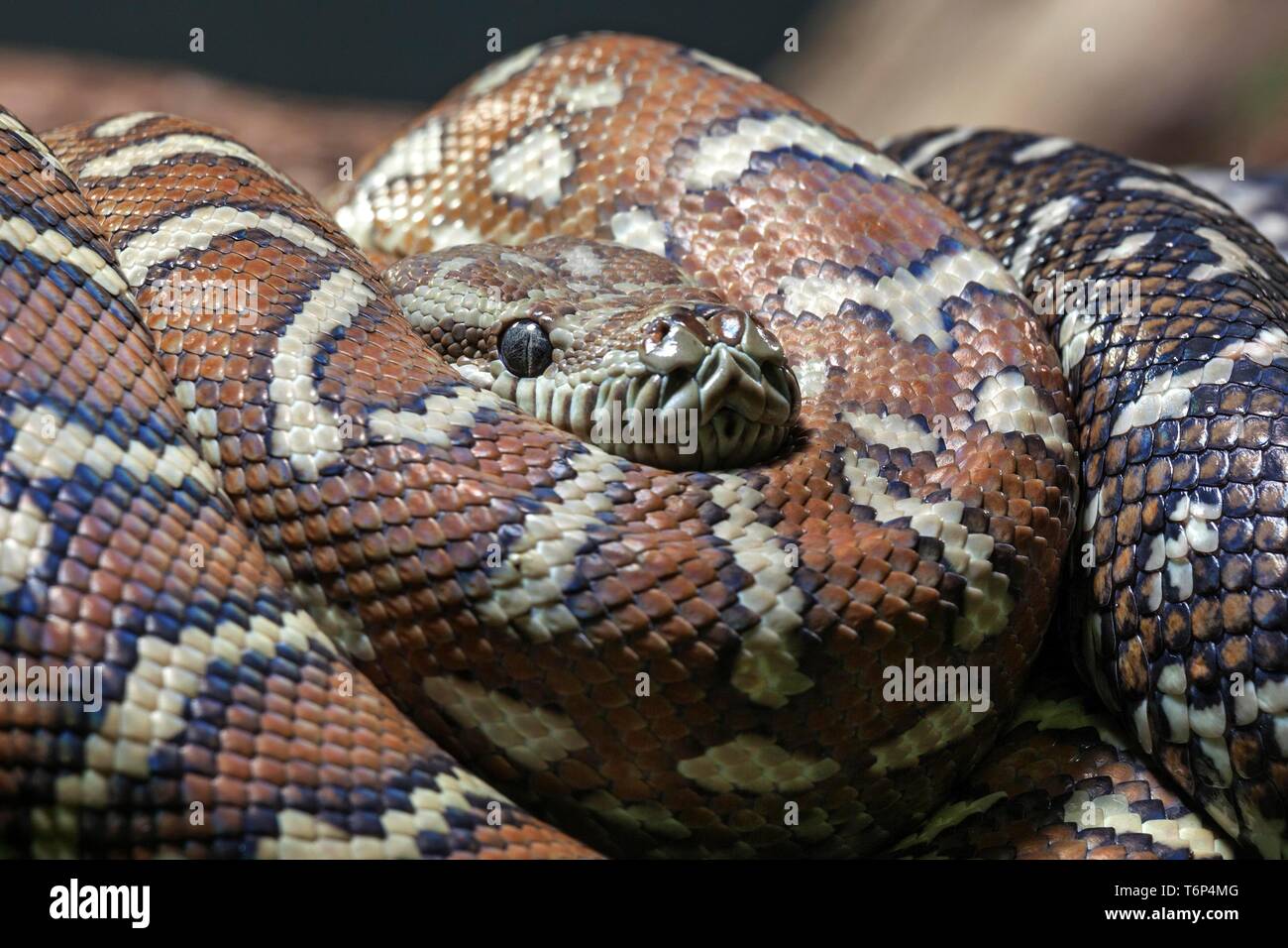 Teppichpython (Morelia spilota Variegata), gerollt, Captive ...