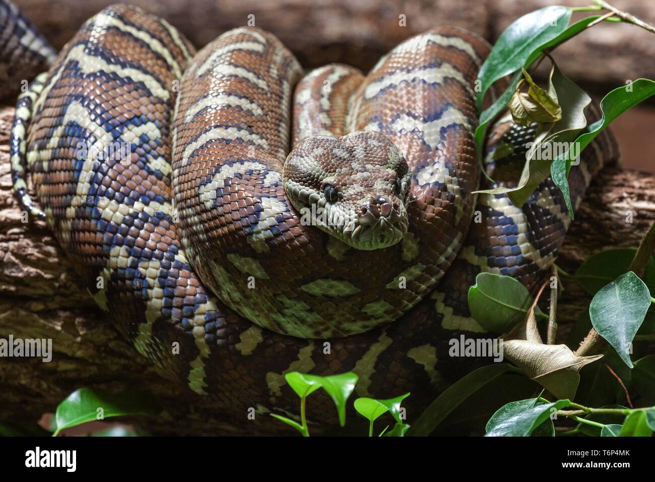 Teppichpython (Morelia spilota Variegata), aufgerollt auf Zweig, Captive, Deutschland Stockfoto