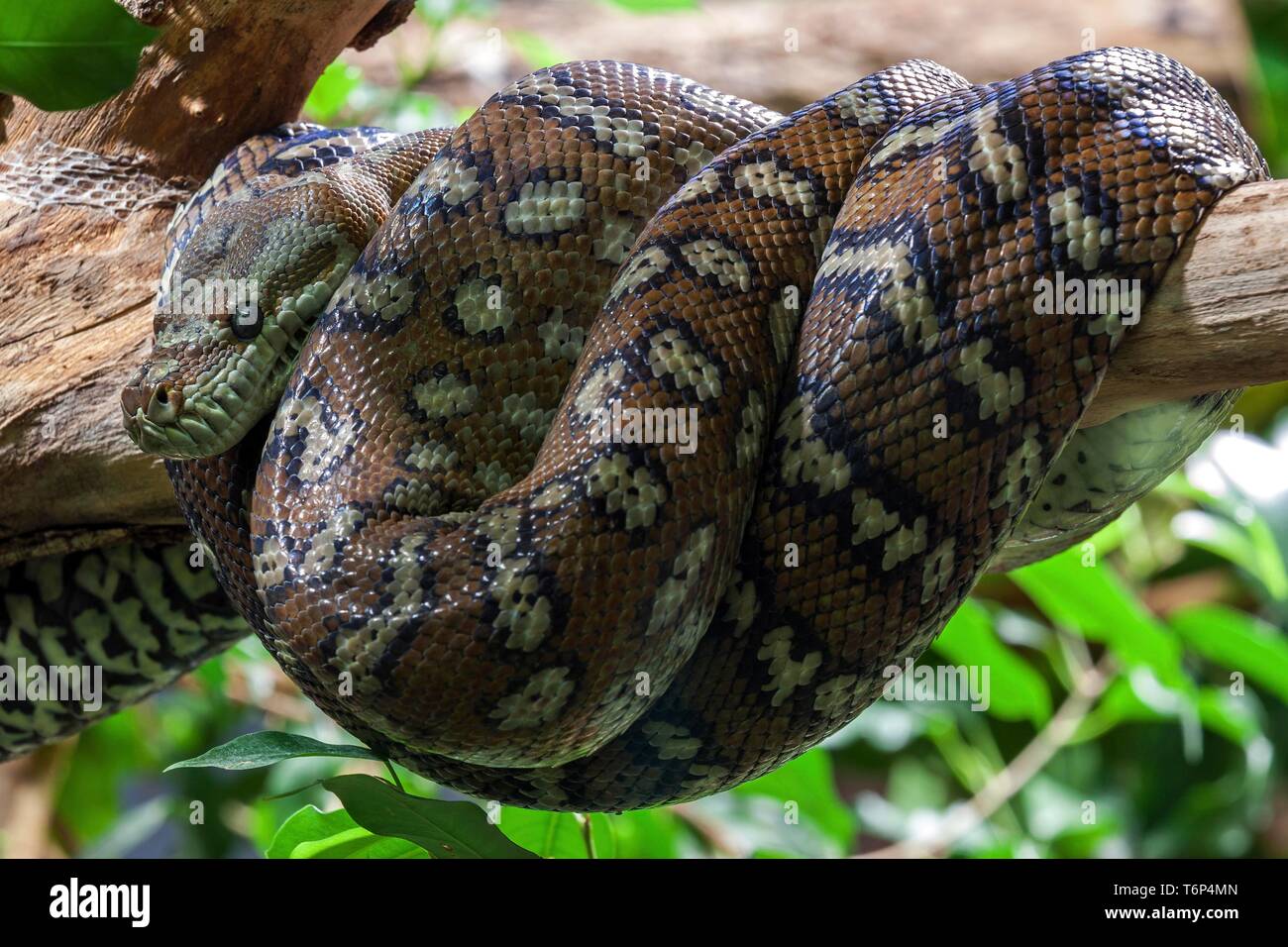 Teppichpython (Morelia spilota Variegata), aufgerollt auf Zweig, Captive, Deutschland Stockfoto