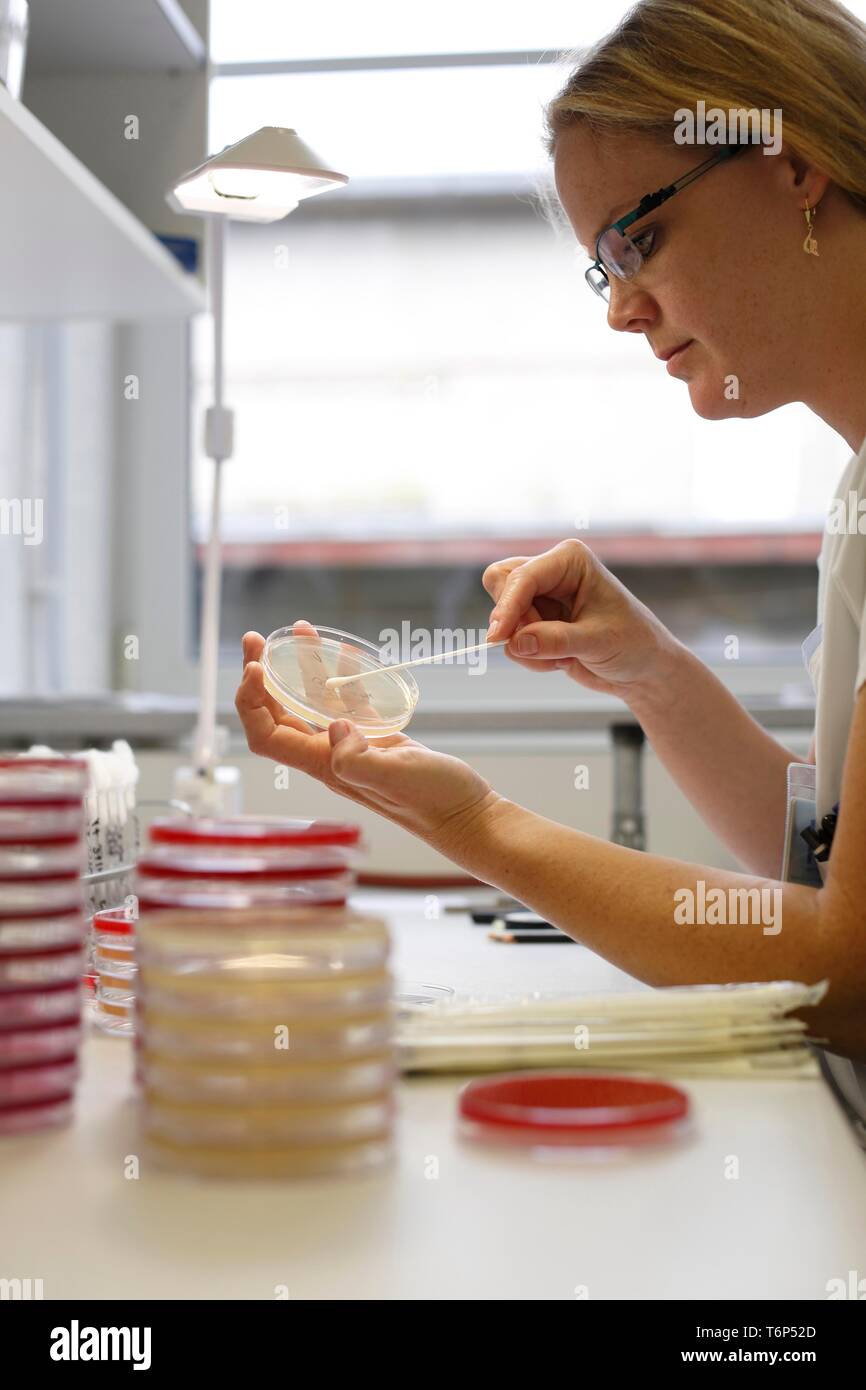 Krankenschwester mit Petrischale Kontrollen Labortests für Antibiotikum Empfindlichkeit, medizinisches Labor, Tschechische Republik Stockfoto