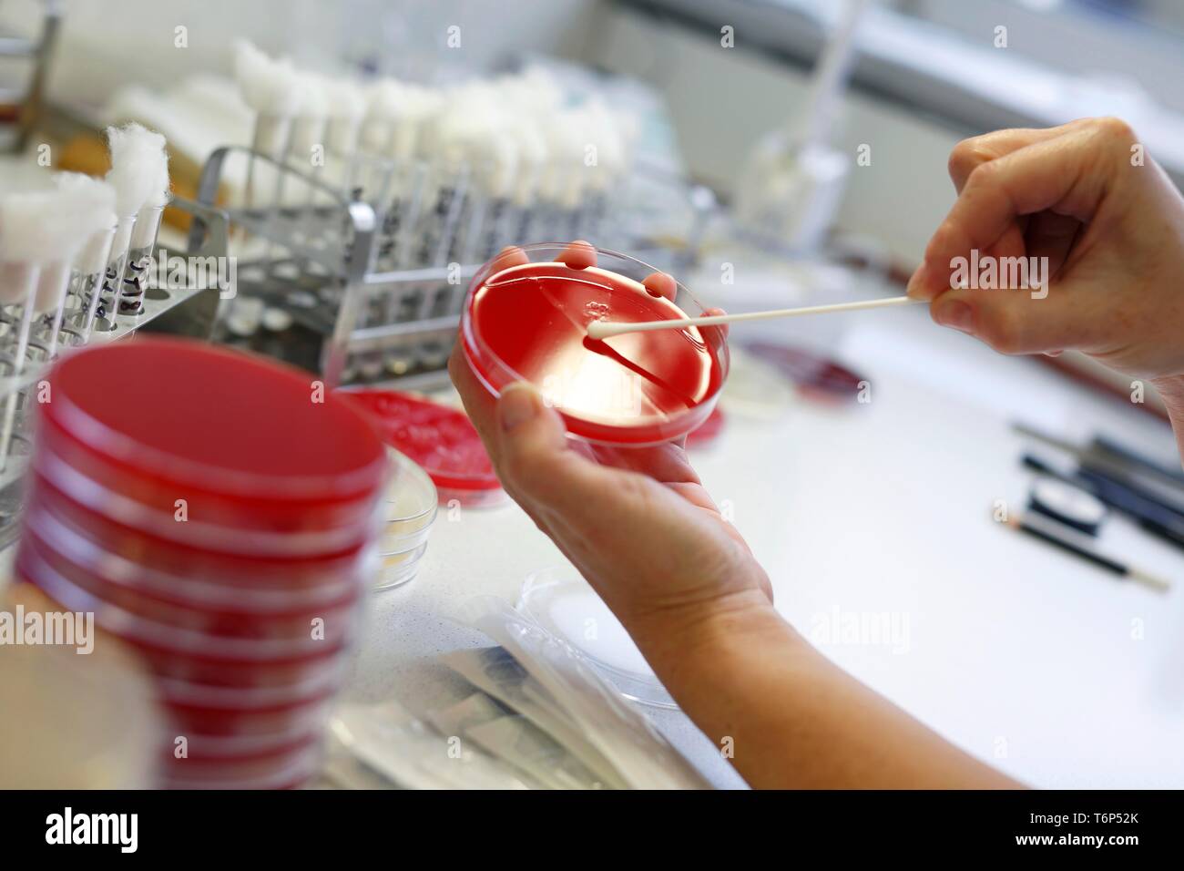 Petrischale, Laborversuch für Antibiotikum Empfindlichkeit, medizinisches Labor, Tschechische Republik Stockfoto