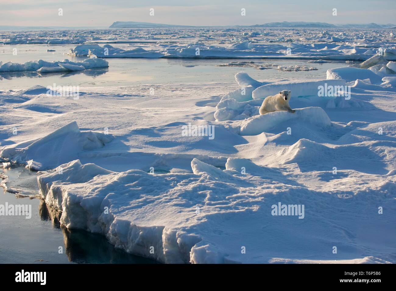 Eisbär (Ursus maritimus) auf brash Eis, Spitzbergen, Norwegen, Arktis Stockfoto