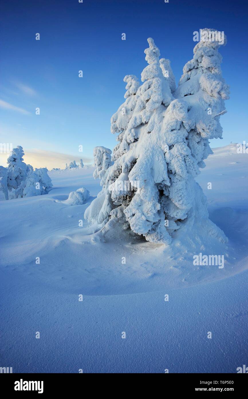 "Brockenhexen", sogenannte Brocken Hexen, schneebedeckte Bäume auf den Brocken, Harz, Sachsen-Anhalt, Deutschland Stockfoto