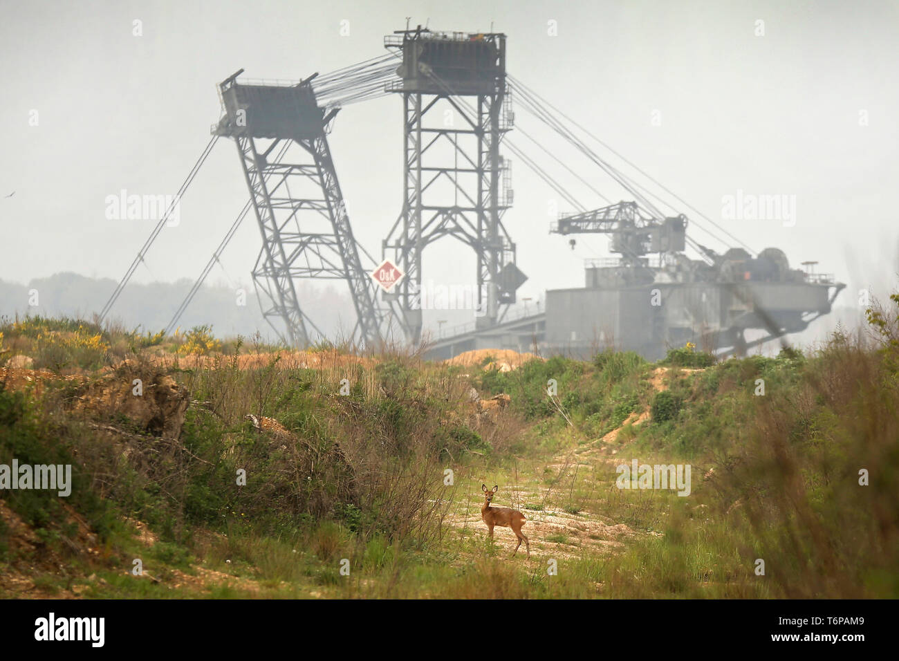 02. Mai 2019, Nordrhein-Westfalen, Kerpen: ein Reh steht am Rande des Hambacher Braunkohlenbergwerk. Foto: David Young/dpa Stockfoto