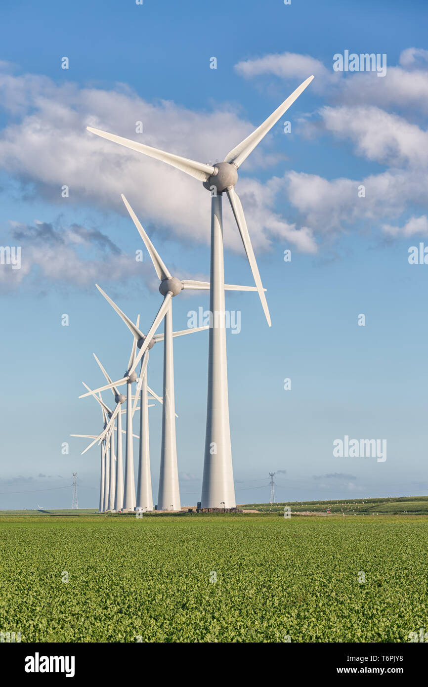 Windfarm in der niederländischen Landschaft mit Bereich der Zuckerrüben Stockfoto