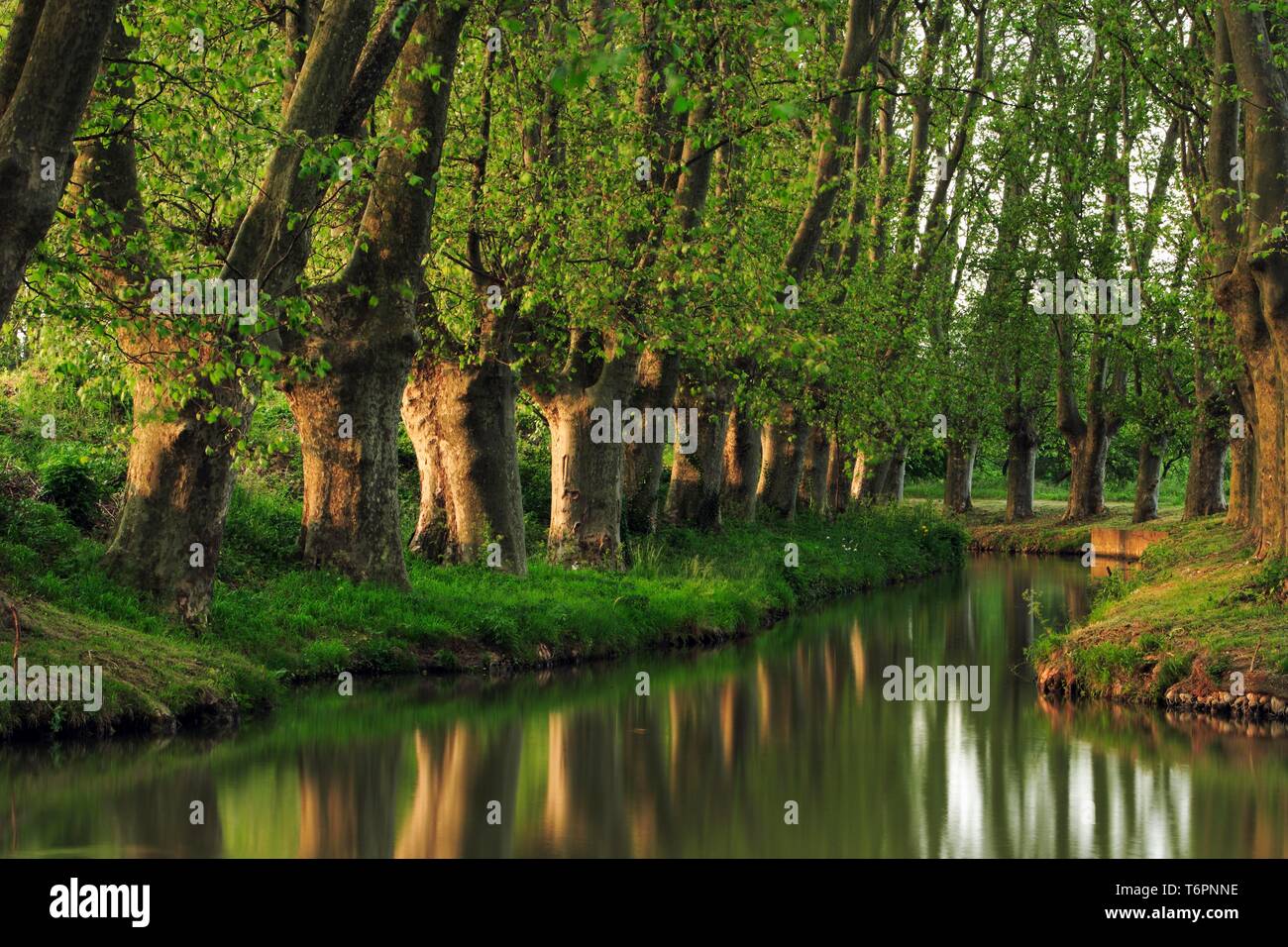 Ebene gesäumten Kanal, auf einem Zweig der Canal du Midi, Languedoc, Frankreich Stockfoto