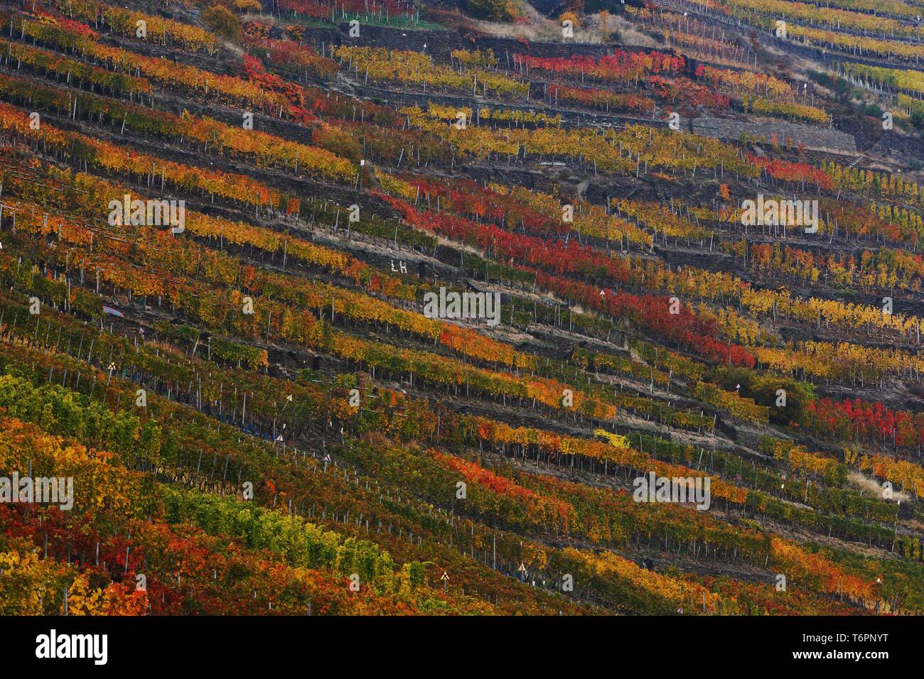 Die herbstlichen Weinberge entlang der Ahr, Rheinland-Pfalz, Deutschland, Europa Stockfoto