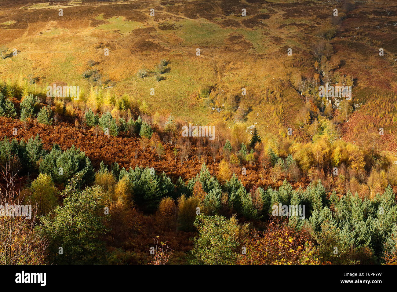 Herbst Farben in die schottische Landschaft, Großbritannien Stockfoto