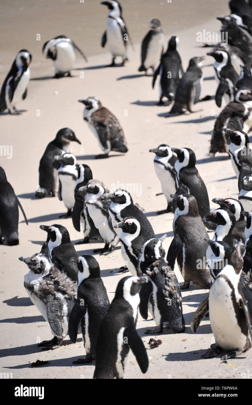 Pinguine am Boulders Beach, Südafrika, Afrika Stockfoto