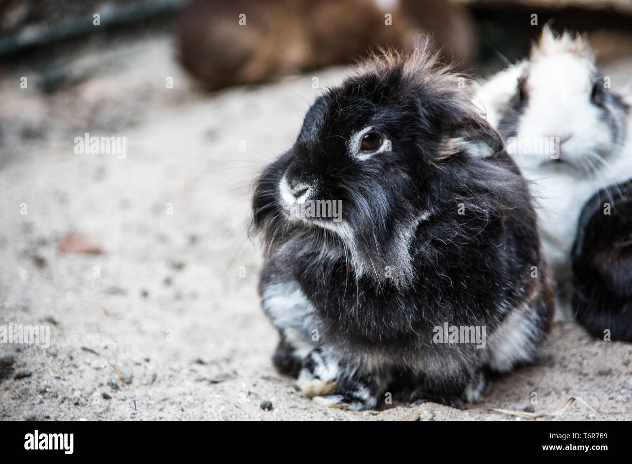 Brauner Hase mit langen Ohren Stockfoto