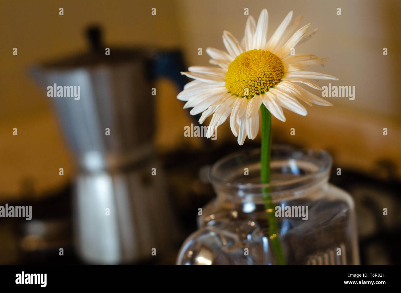 Leuchtend gelbe Blüte mit italienischen Stil Kaffeekanne im Hintergrund Stockfoto