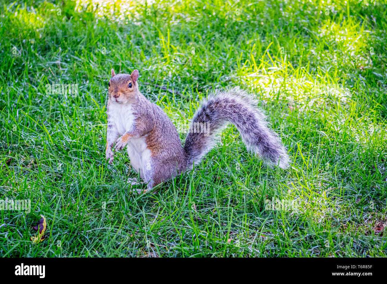 Ein Fuchs Eichhörnchen in Albany, New York Stockfoto