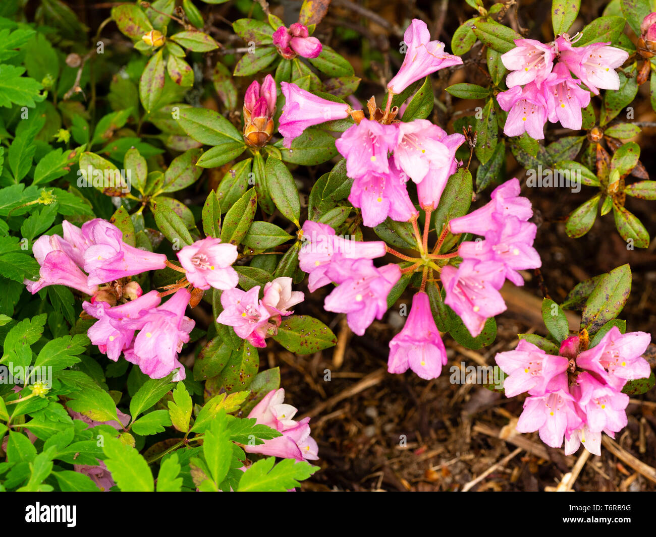 Rosa, Glockenförmigen späten Frühling Blumen der Zwerg immergrüner Strauch Rhododendron 'Wilma Hentschel' Stockfoto