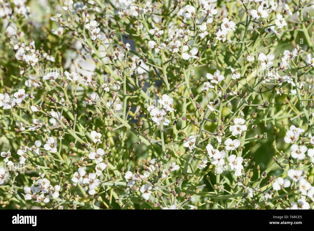 Crambe maritima. Sea kale blühen. Blühende Meer cole Blume und grüne Blütenblätter. Seakale in natürlicher Umgebung. Meer colewort blühen. Crambe Bush. Stockfoto