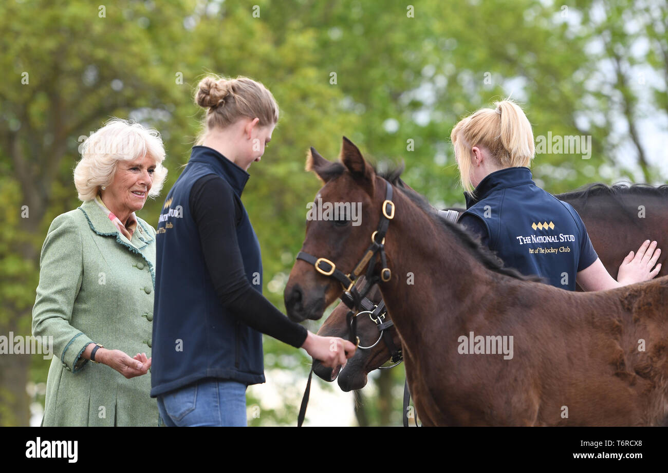 Die Herzogin von Cornwall mit einer Stute namens Royal Rascal und ihre sechs Wochen alten Fohlen bei einem Besuch in der National Stud in Newmarket. Stockfoto