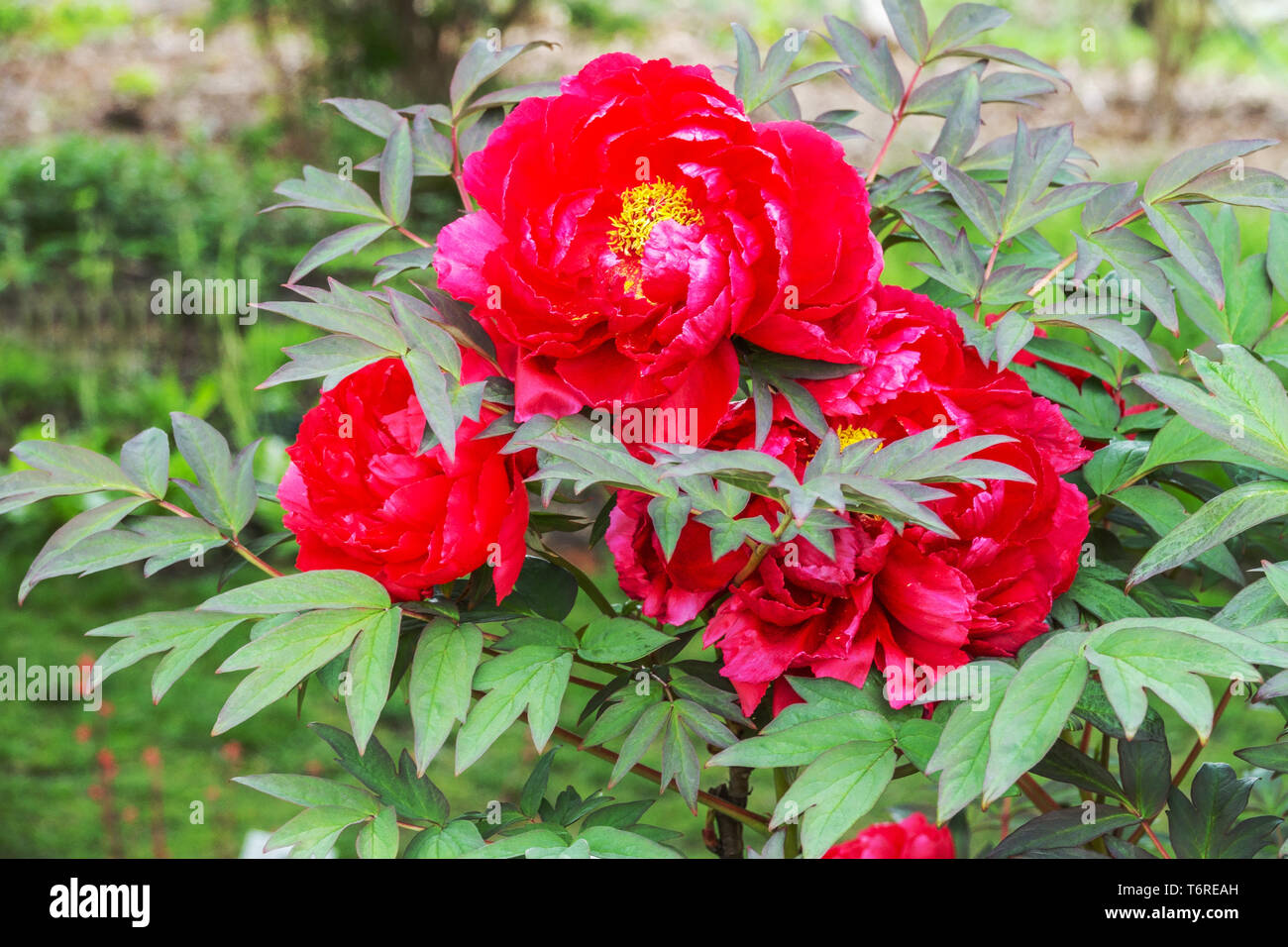 Baum Pfingstrose, Paeonia x suffruticosa Taiyo, rote Pfingstrose, Blütengarten, großer schöner Blumengarten Stockfoto