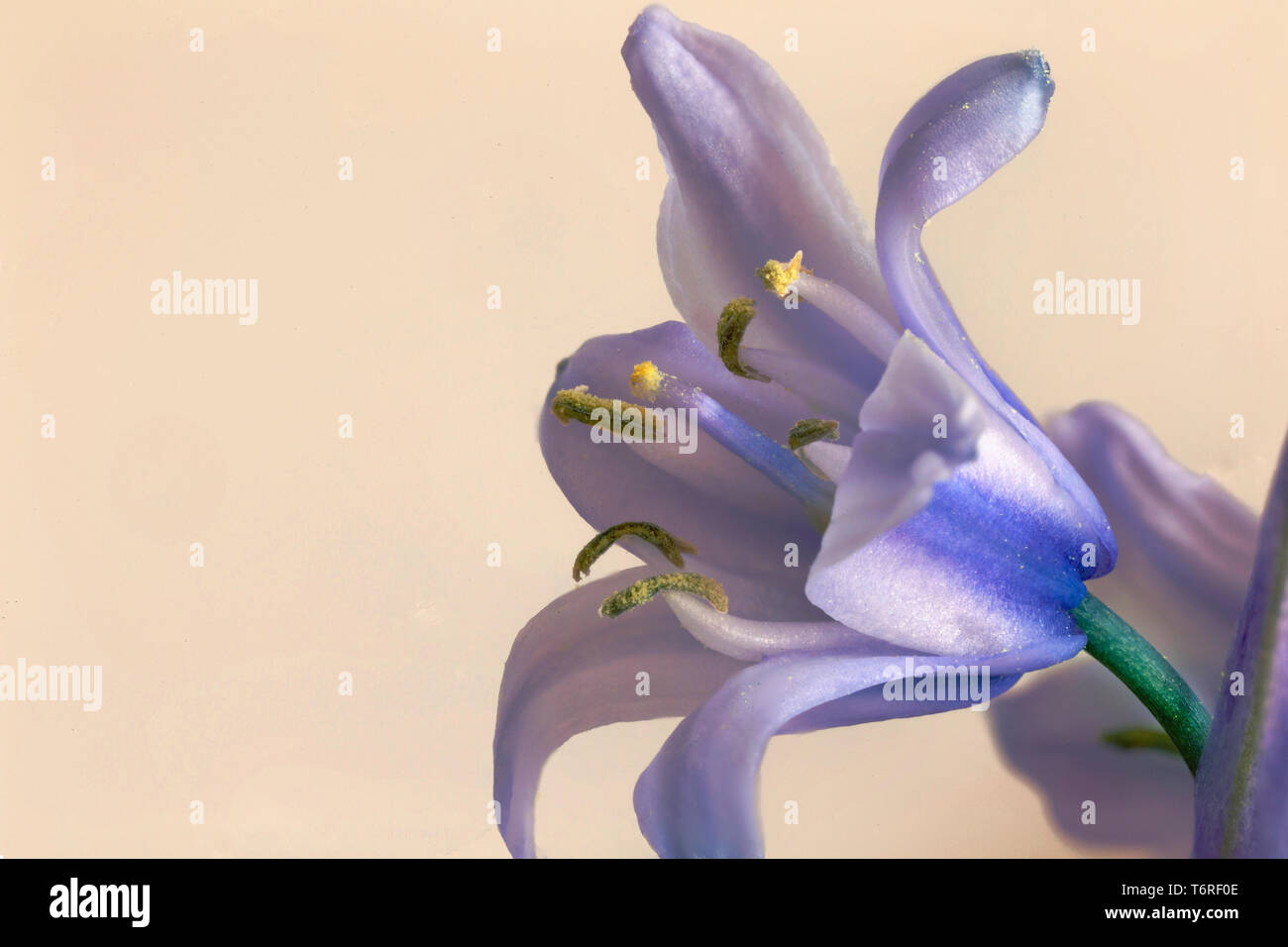 Makro Foto von einer einzigen Blume auf einer Spanischen bluebell, Hyacinthoides Hispanica Stockfoto