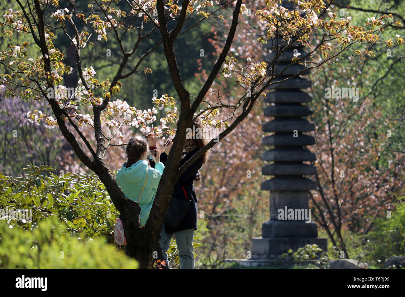 Cherry Blossom Jahreszeit in japanischen Park. Die Menschen nehmen Bilder von Blumen auf Sakura Bäumen, Hanami in Japan Stockfoto