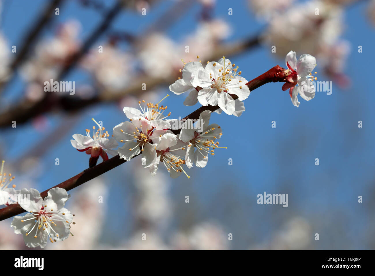 Die Kirschblüte im Frühling. Weiß sakura Blumen auf einem Ast gegen den blauen Himmel, romantischen Hintergrund Stockfoto