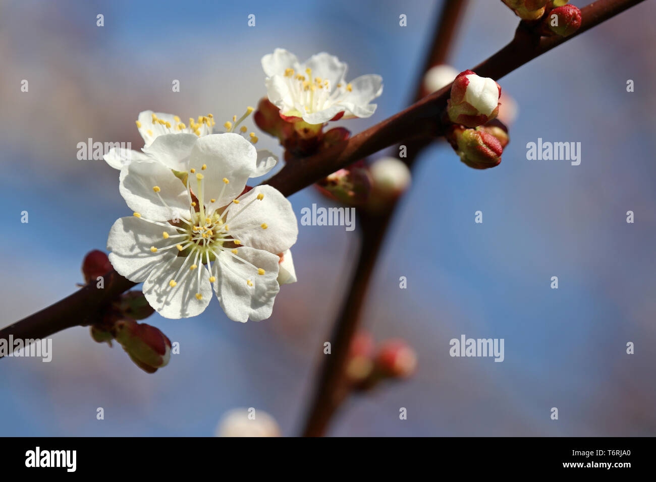 Die Kirschblüte im Frühling. Weiß sakura Blumen auf einem Ast gegen den blauen Himmel, romantischen Hintergrund Stockfoto