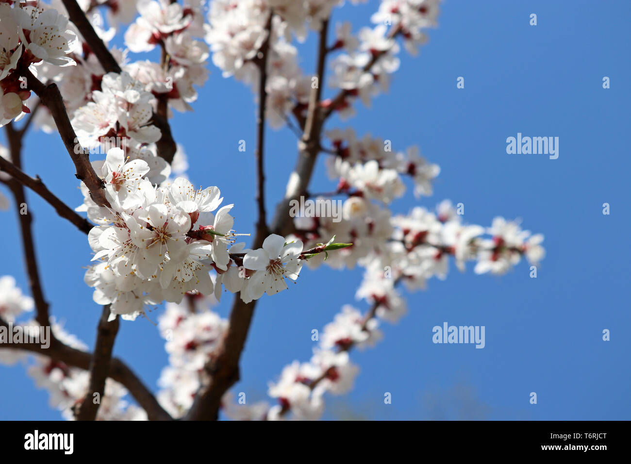 Cherry Blossom am blauen Himmel Hintergrund isoliert, Frühling. Weiß sakura Blumen auf einem Zweig Stockfoto