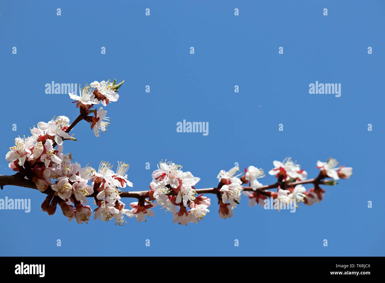 Cherry Blossom am blauen Himmel Hintergrund isoliert, Frühling. Weiß sakura Blumen auf einem Zweig Stockfoto