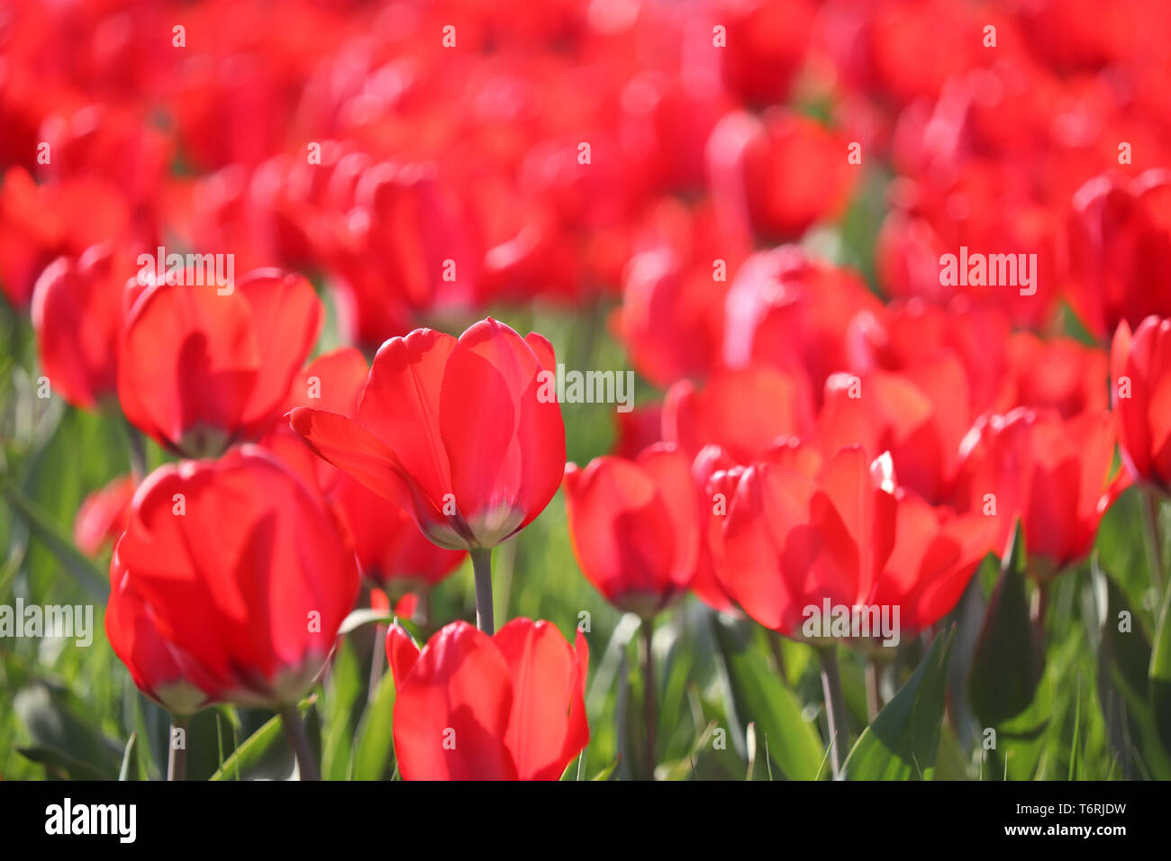 Rote Tulpe Blumen, bunten Frühling Hintergrund. Bereich der blühenden Tulpen im sonnigen Tag, selektiver Fokus Stockfoto