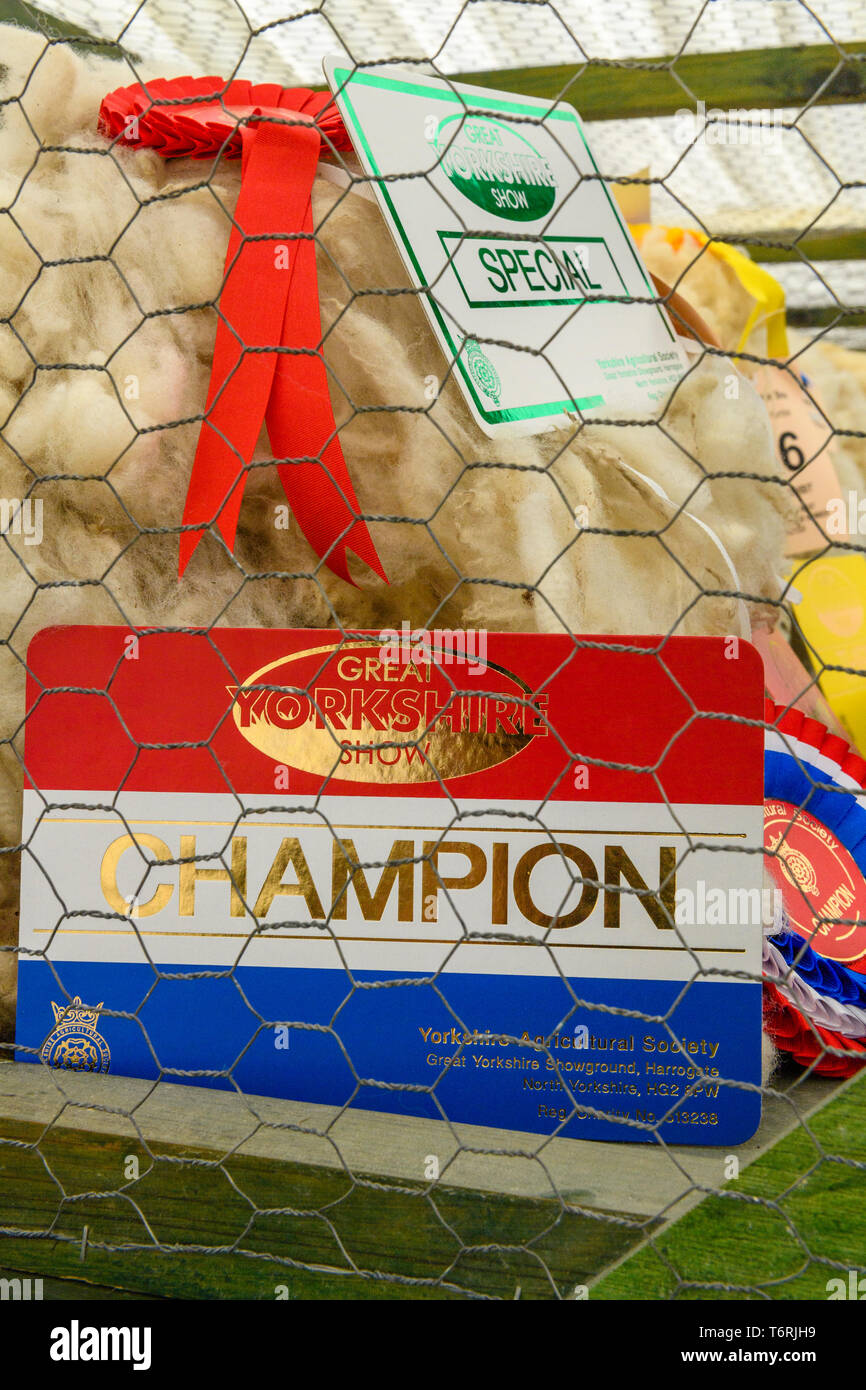 Close-up aus Wolle Ausstellung bei großen Yorkshire Show-weiche, weiße preisgekrönte Vlies verliehen Champion Zertifikat & Rosette - Harrogate, England, UK. Stockfoto