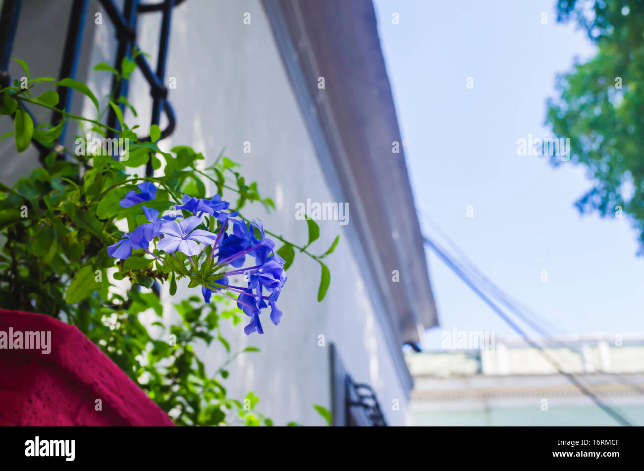 Plumbago auriculata, das Kapbleikraut, blau plumbago oder Kap plumbago, ist eine blühende Pflanze aus der Familie der Plumbaginaceae. Stockfoto