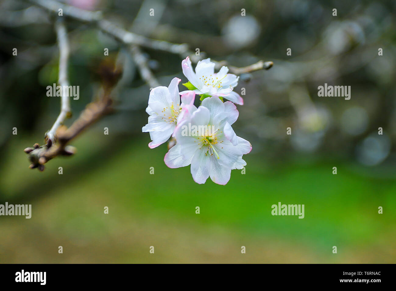 Schöne weiße Sakura Stockfoto