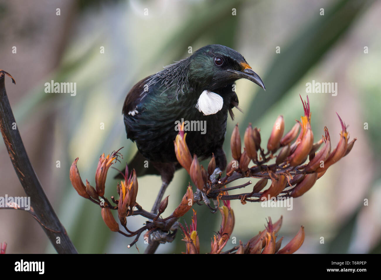 Der Tui-sitzstangen auf einigen Flachs (Harakeke) in Wellington, Neuseeland zu füttern Stockfoto