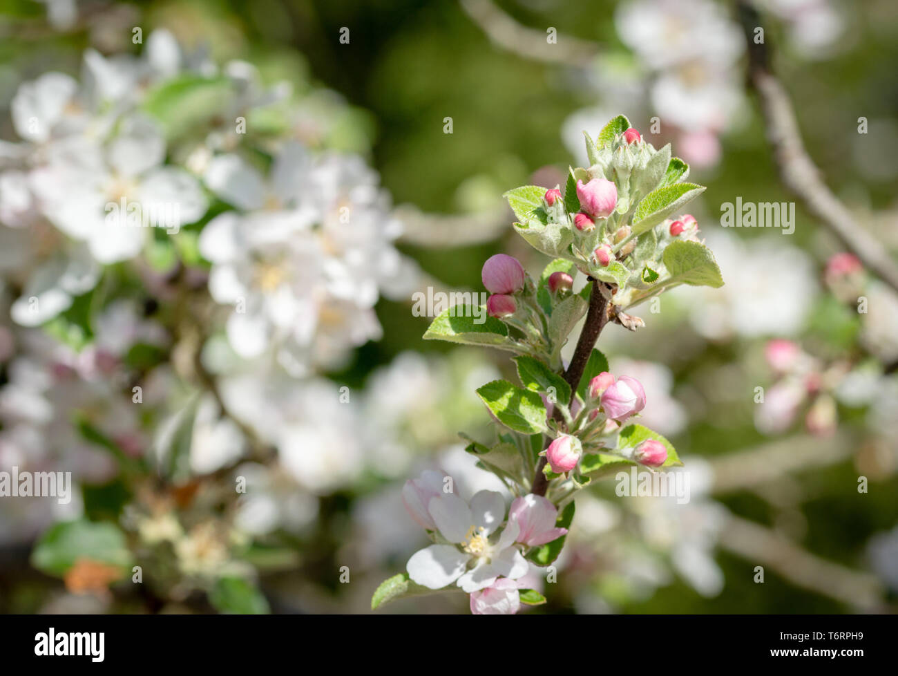Apfel Baum Blume Blüte im Frühjahr, sonnigen Vintage natürliche Blumenkarte Stockfoto