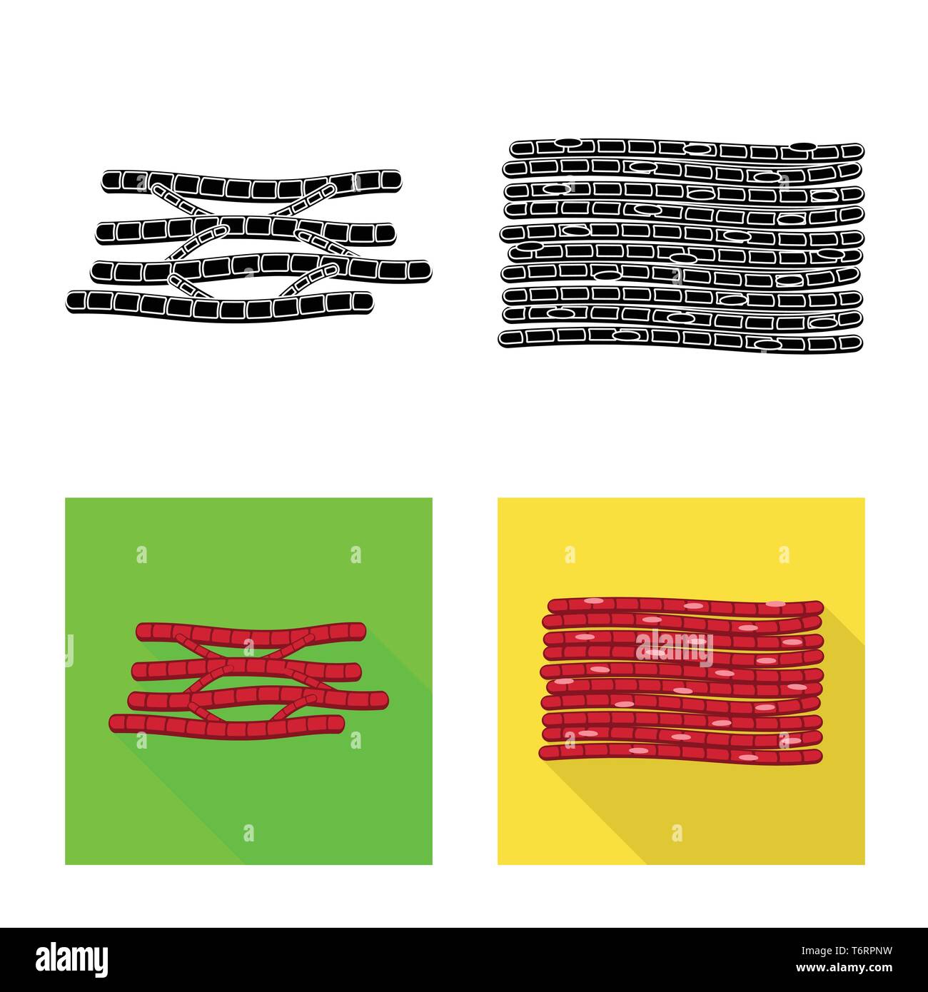 Isoliertes Objekt der Faser und muskulös. Satz von Faser- und Körper vektor Illustration. Stock Vektor