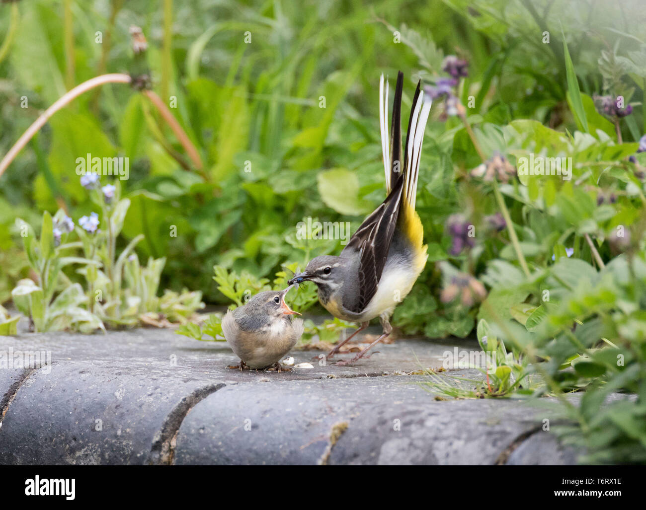 Gebirgsstelze, Motacilla Cinerea, der Fütterung ein Jugendlicher am Rande eines Kanal I. Montgomeryshire, Mid Wales, UK, Mai 2019 Stockfoto