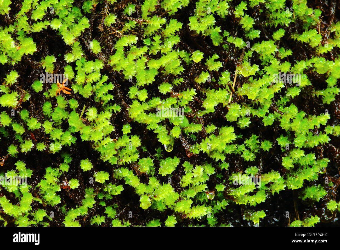 Muster eines grünen Wald Pflanze am Morgen mit einem Tau Tropfen auf ihn Stockfoto
