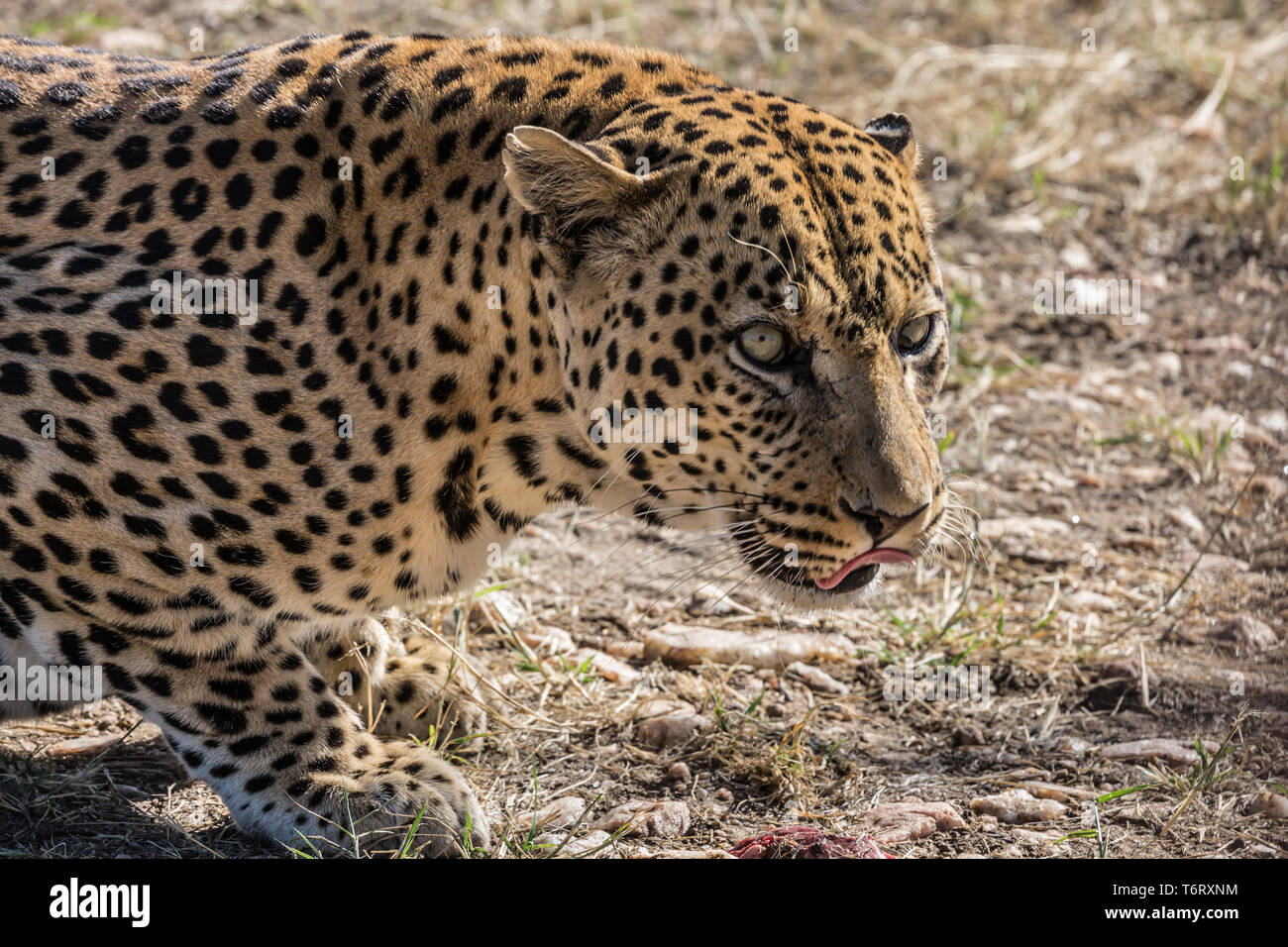 Afrikanische Predator in die wilde Savanne Stockfoto