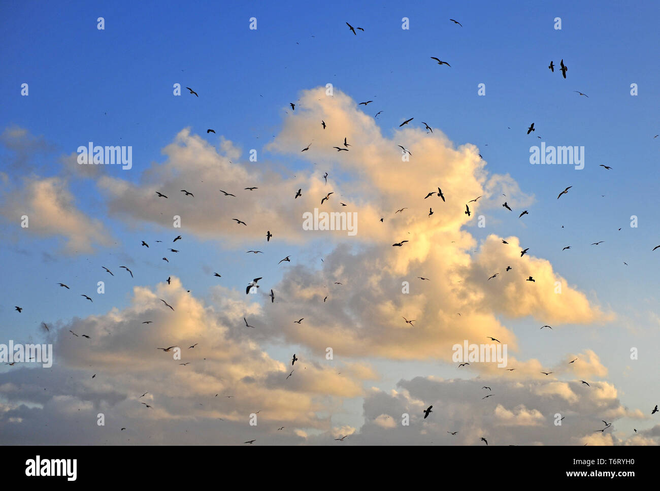 Fliegende Vögel in bewölkten Himmel bei Sonnenuntergang Stockfoto