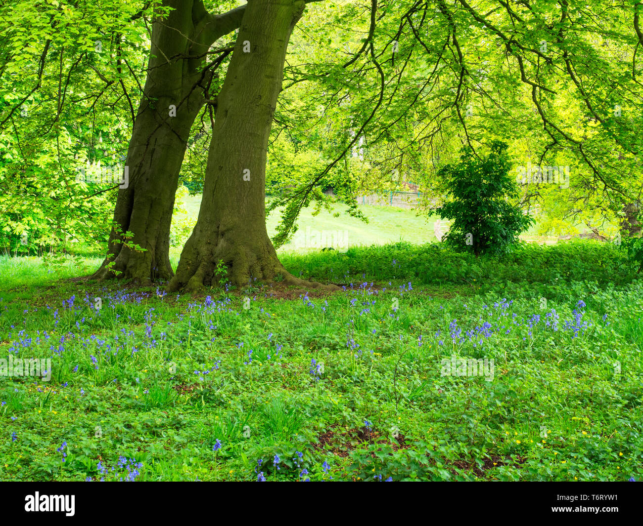 Bluebells unter Buche bei Jacob Smith Park im Frühjahr Knaresborough North Yorkshire England Stockfoto