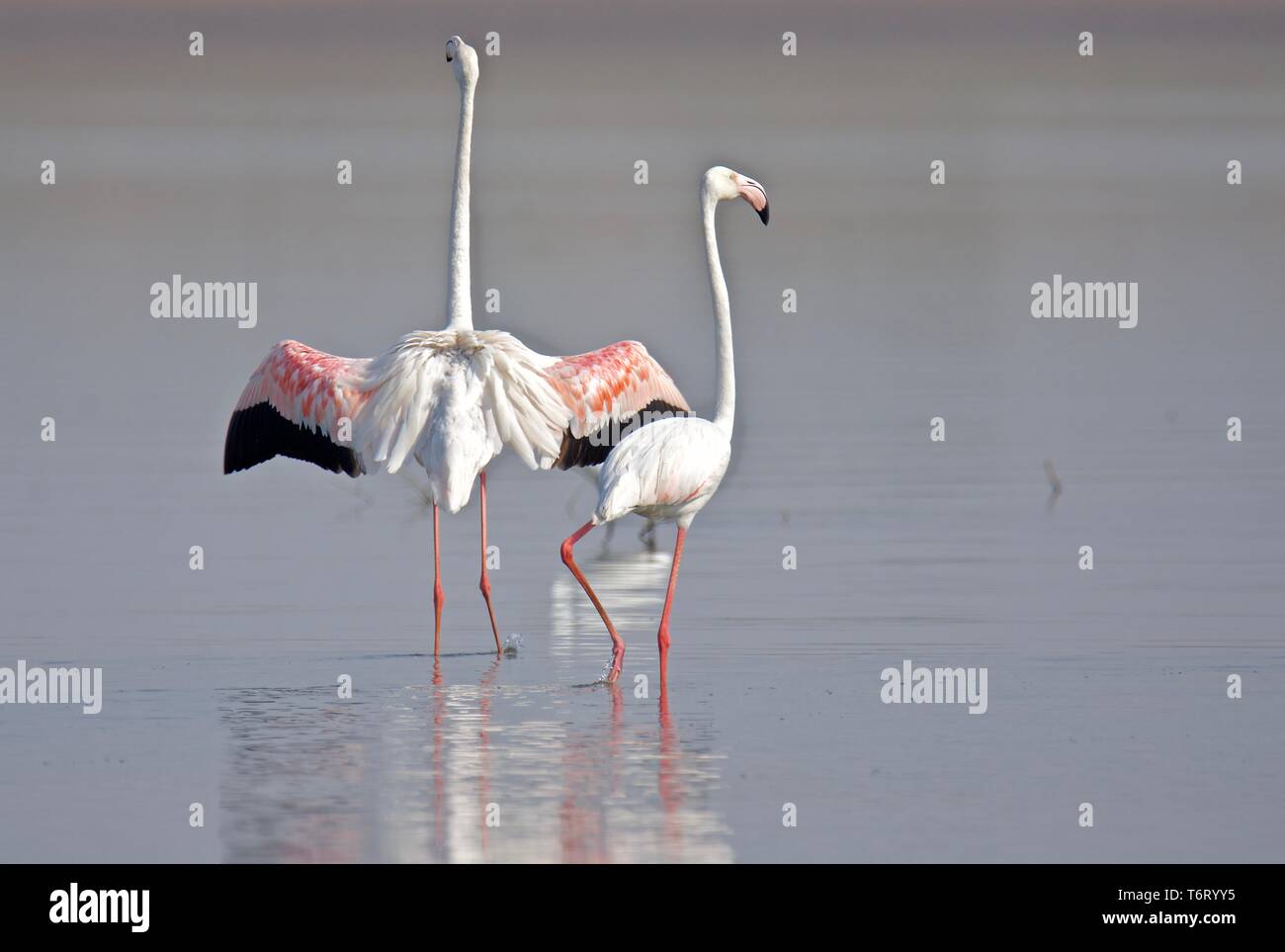 Rosaflamingo Stockfoto