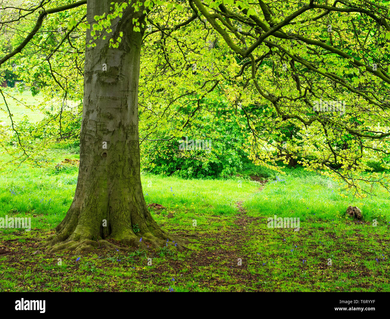 Buche bei Jacob Smith Park im Frühjahr Knaresborough North Yorkshire England Stockfoto