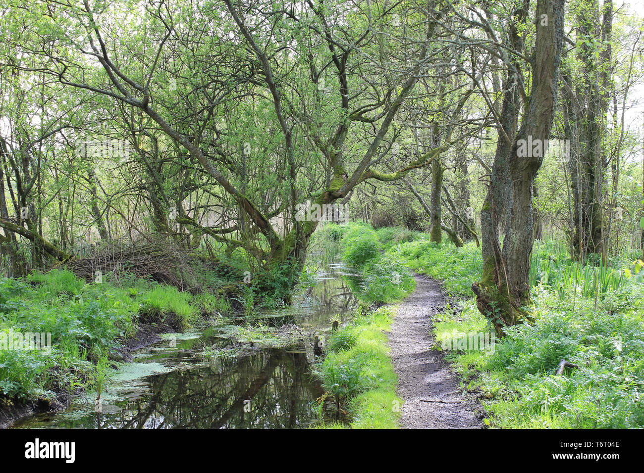 Wald und Bach in der RSPB Leighton Moss Nature Reserve, Silverdale, Lancashire, Großbritannien Stockfoto
