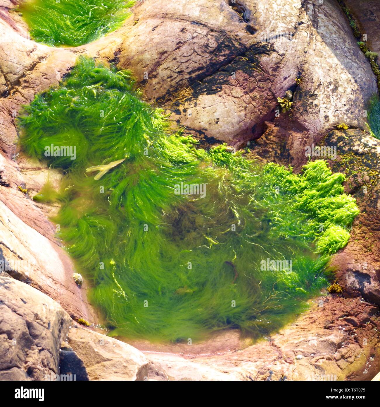 Spirulina (Arthrospira platensis Arthrospira und maxima) Grün geizig Algen in einem Rockpool entlang der Küste von Fife Crail. Schottland, Großbritannien. Stockfoto
