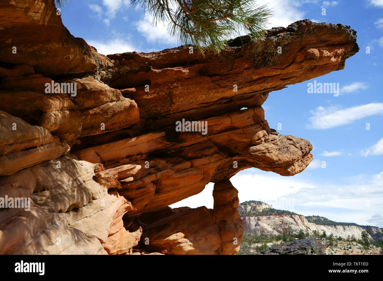 Felsformationen im Zion Nationalpark, Utah, USA Stockfoto